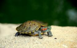 User Profile: TurtleSmile78