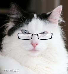 User Profile: BookLovingKitten
