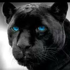 Profile: Panther2