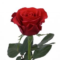 Profile: redrose321