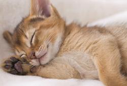 Profile: EmpatheticKitty