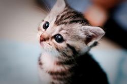 User Profile: TheTabbyCat
