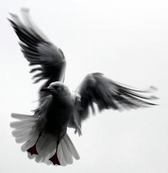 Profile: GivingstonTreegull