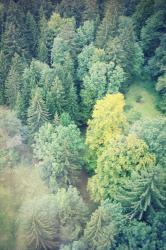 User Profile: friendlyTree