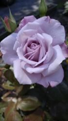 User Profile: RedRose1337