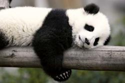 User Profile: PandaHugs10