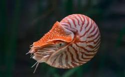 Profile: GentleHelix