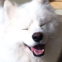 User Profile: samoyed22