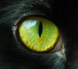 Profile: QuisCustodietIpsosCustodes