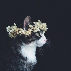 User Profile: luxnova18