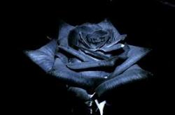 User Profile: Sashax00