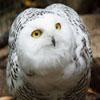 User Profile: 1ListeningOwl