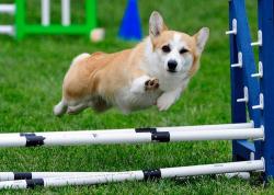 User Profile: KhalDoggo