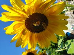 Profile: birdwatcher444