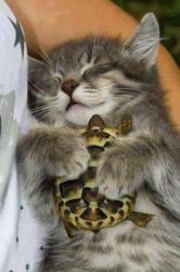 User Profile: peacefulTurtle83