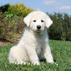Profile: PuppyLove16