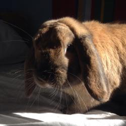 User Profile: cuddlybunny17