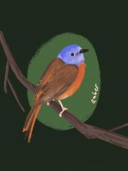 User Profile: Amberbird