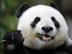 Profile: RadPanda7