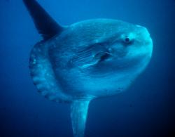 Profile: oceansunfish