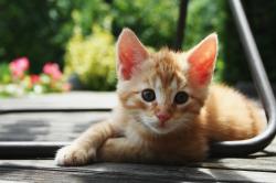 Profile: OrangeLover