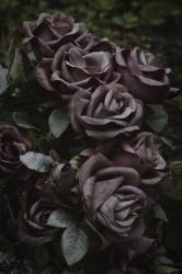 Profile: Aster17