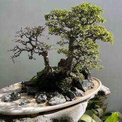 User Profile: silverMagic92