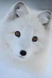 User Profile: DandyylionOfficial