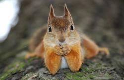 User Profile: sensitivesquirrel