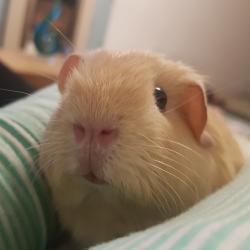 User Profile: SensitiveSoul11