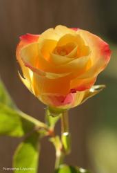 User Profile: teardropsonroses14