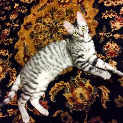 Profile: OllieCat