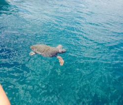 User Profile: turtletalks34
