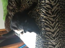 Profile: Harlie1999