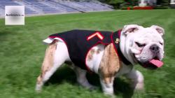 Profile: DevilDog1775