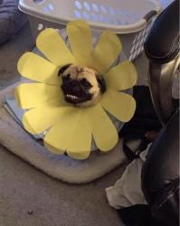 User Profile: happyDaisy22