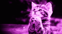 Profile: RaCat