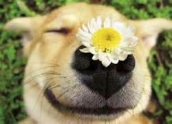 User Profile: enlightenedDog