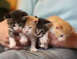 User Profile: FeminismTeaAndCats