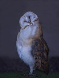 Profile: TameOwl