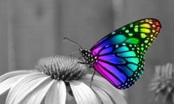 User Profile: EuphoricDreamer