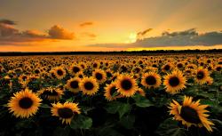 Profile: SunflowerHere2Help