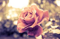 User Profile: LovelyShortBreaths