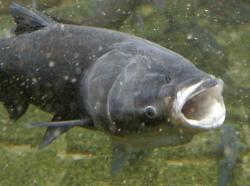 User Profile: karp