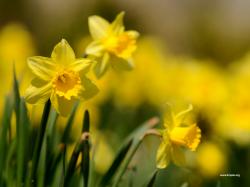 User Profile: YellowDaffies