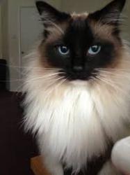 User Profile: HelloCatHappy