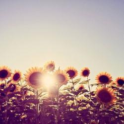 User Profile: FlowerTheSun