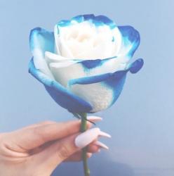 Profile: RosieBlue01