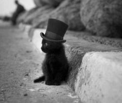 User Profile: NobleCat