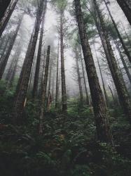 User Profile: HiddenForest